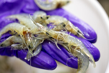 Analysis of bacteria in shrimp in the laboratory.