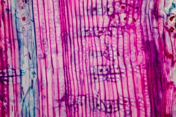 The study of plant tissues under the microscope in the laboratory.