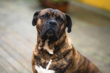 Perro melancólico y pensativo en primer plano 