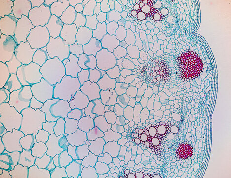 The study of plant tissues under the microscope in the laboratory.