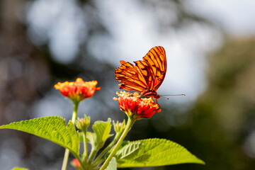 Resilient Beauty: Orange Butterfly Feeding on a Summer Flower