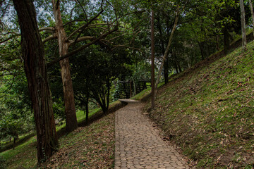 Enchanting Forest Path: Tranquil Journey Through Mountain Woodland