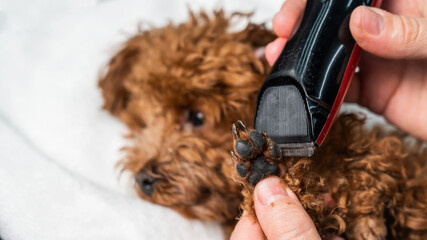 A woman cuts the hair on the paws of a brown mini toy poodle with a trimmer. 