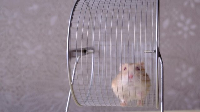 A cute hamster runs in a wheel. The concept of running in a circle, useless futile movement. Dzungarian hamster. Red hamster with red eyes is a favorite pet.