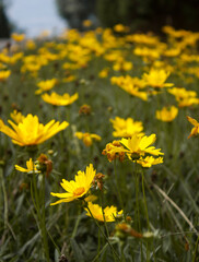 Coreopsis lanceolata 'Sterntaler' is a summer flowering plant with yellow summertime flowers from June until September and commonly known as tickseed,