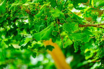 Obraz premium Green unripe grapes growing in a vineyard greenhouse. Winemaking, house wine, background. A sweet grapes in the tropical green house