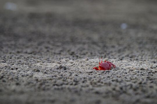 Red ghost crab or ocypode macrocera peeping out of its sandy burrow during daytime. It is a scavenger who dogs hole inside sandy beach and tidal zones. It has white eye and bright red body.