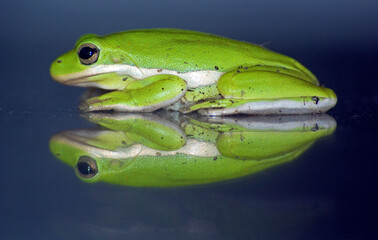 Green Tree Frog on reflective surface