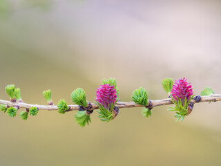 Larch tree fresh pink cones blossom at spring on nature background