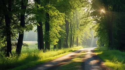 Fototapeten Single lane rural gravel road through the tall green linden trees. Sunlight flowing through the tree trunks. Fairy forest scene. Art, hope, heaven, wilderness, loneliness, pure nature concepts © Sasint