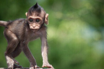 可愛いサル