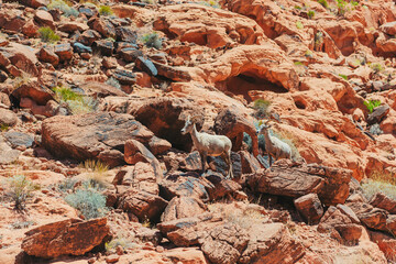 Valley of Fire State Park in Nevada, USA