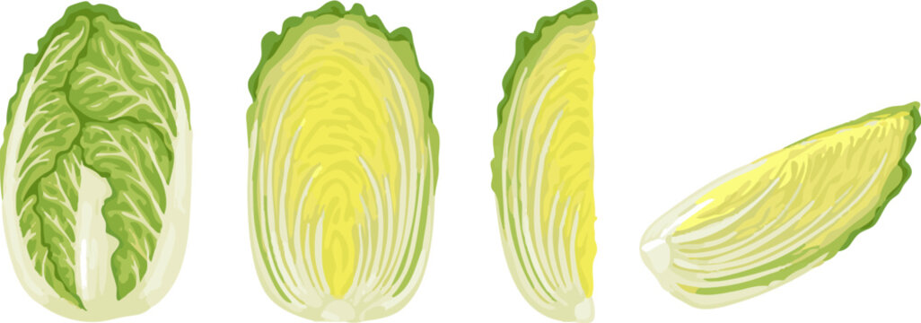 新鮮な白菜の手描きイラスト