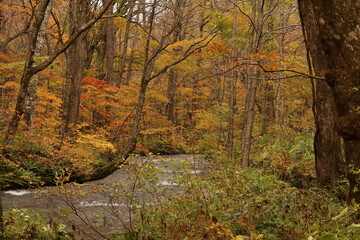 秋の奥入瀬渓流。青森県の十和田八幡平国立公園にある渓流。ブナなどの生える森を清らかな水が流れる。