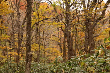 秋の奥入瀬渓流。青森県の十和田八幡平国立公園にある渓流。ブナなどの生える森を清らかな水が流れる。