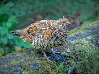 Hazel grouse staying on a trunk overgrown with moss. Close-up