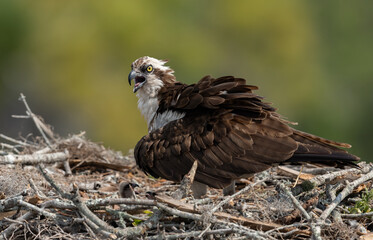 Osprey on a nest in Florida 