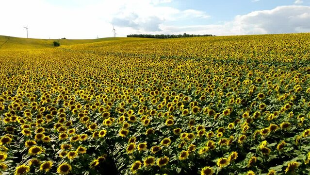 Cinematic Landscape Of Sunflower Fields In Summer. Aerial Drone Shot