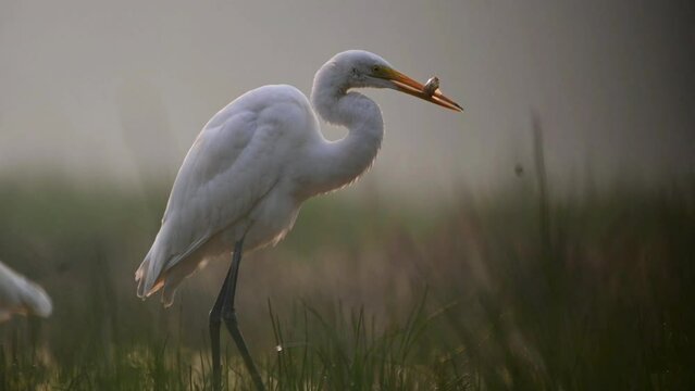 Closeup of Great egret Fishing in morning