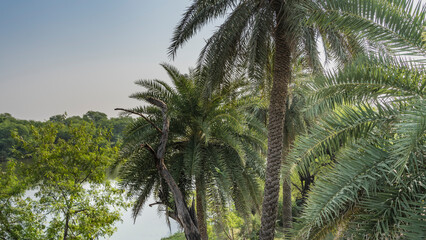 Fototapeta na wymiar Palm trees with spreading crowns grow on the shore of the lake. Green parrots Psittacula krameri are sitting on the leaves. India. Keoladeo Bird Sanctuary. Bharatpur. 