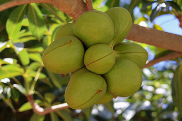 Sterculiaceae on tree, use for alternative energy ethanol and biodiesel.