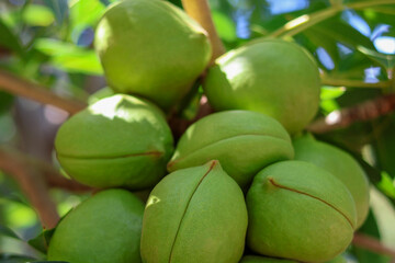 Sterculiaceae on tree, use for alternative energy ethanol and biodiesel.