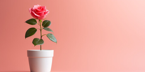 pink rose in a vase