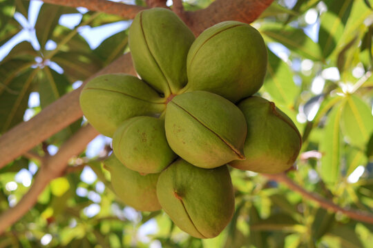 Sterculiaceae on tree, use for alternative energy ethanol and biodiesel.