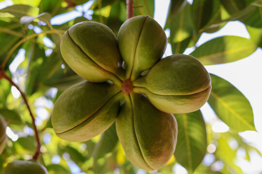 Sterculiaceae on tree, use for alternative energy ethanol and biodiesel.