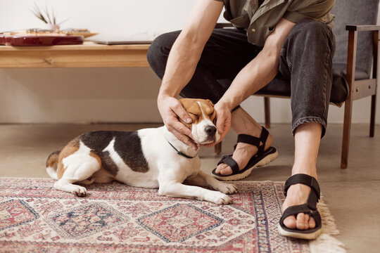 Man caressing charming beagle on floor - Powered by Adobe