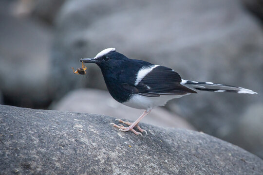 a white-crowned forktail Enicurus leschenaulti on river rock searching for food, natural bokeh background