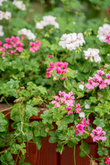 pelargonium flowers in the pot