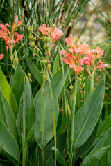 Fototapeta premium Canna flower in the garden