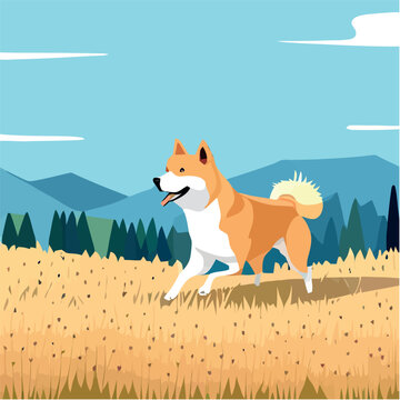 Akita dog running in field with dry grass and mountains in background