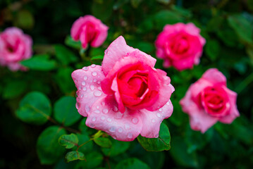 雨上がりの薔薇