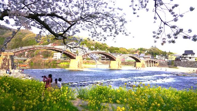 日本の山口県、錦帯橋と満開の桜。