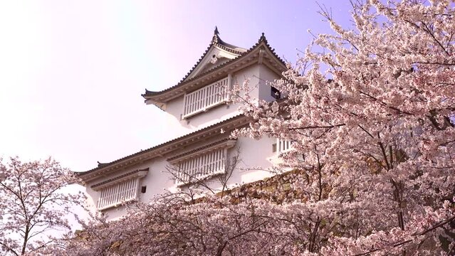 日本の岡山県、鶴山公園の津山城備中櫓と桜吹雪。