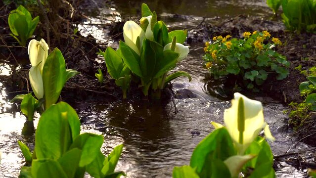 日本の長野県、むれ水芭蕉園の水芭蕉と流れ。