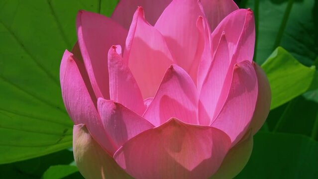 swaying Lotus flower