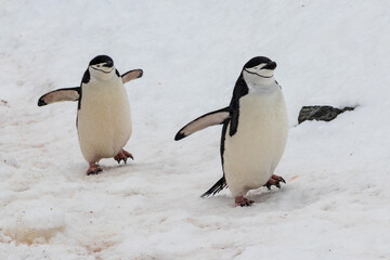 Closeup of Chinstrap Penguins (Pygoscelis antarcticus) walking across snow. Flippers spread. On Antarctic Peninsula.
