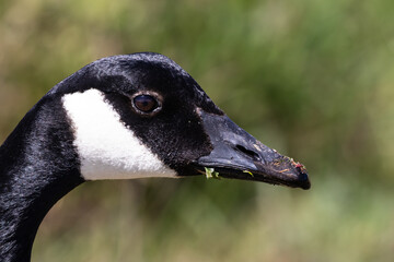 Canada Goose (Branta canadensis), also called Canadian Goose. Closeup of head, looking at camera. South of Monterey, California. 
