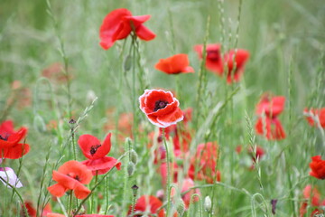 赤いスイートピー