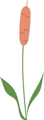 Reed plant Illustration, pond reed clipart, grass clipart 
