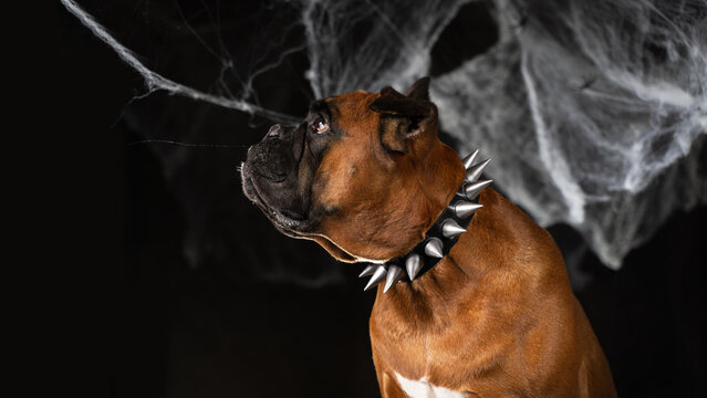 a dog in a collar with spikes, an image for Halloween