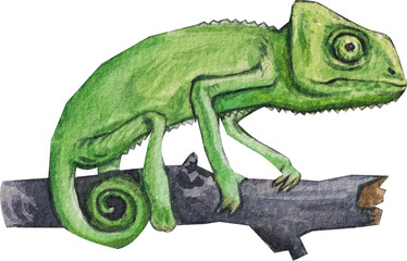 Pet care watercolor png element