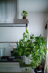 plant in a pot in the kitchen