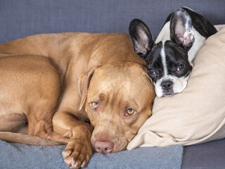 Cute puppy and adorable dog lying on the sofa in the living room. Clear, sunny day. Close up, indoors. Studio shot. Day light. Concept of care, education, obedience training and raising pets