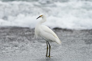 Garza paseándose en la orilla de la playa