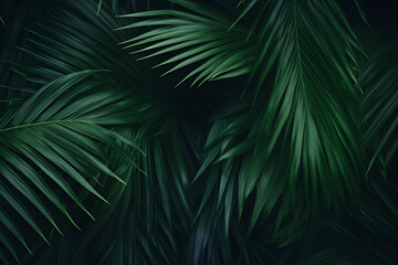 close-up of beautiful palm leaves in a wild tropical palm garden, dark green palm leaf texture concept full framed