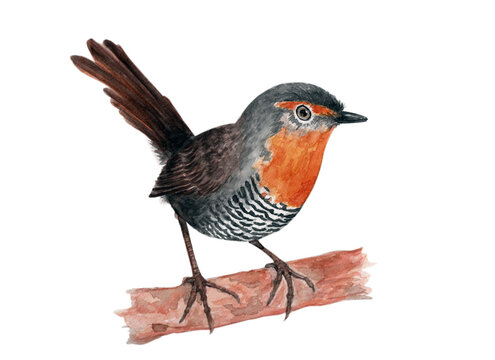 Ilustración en acuarela de Chucao (Scelorchilus rubecula) Aves de Chile.